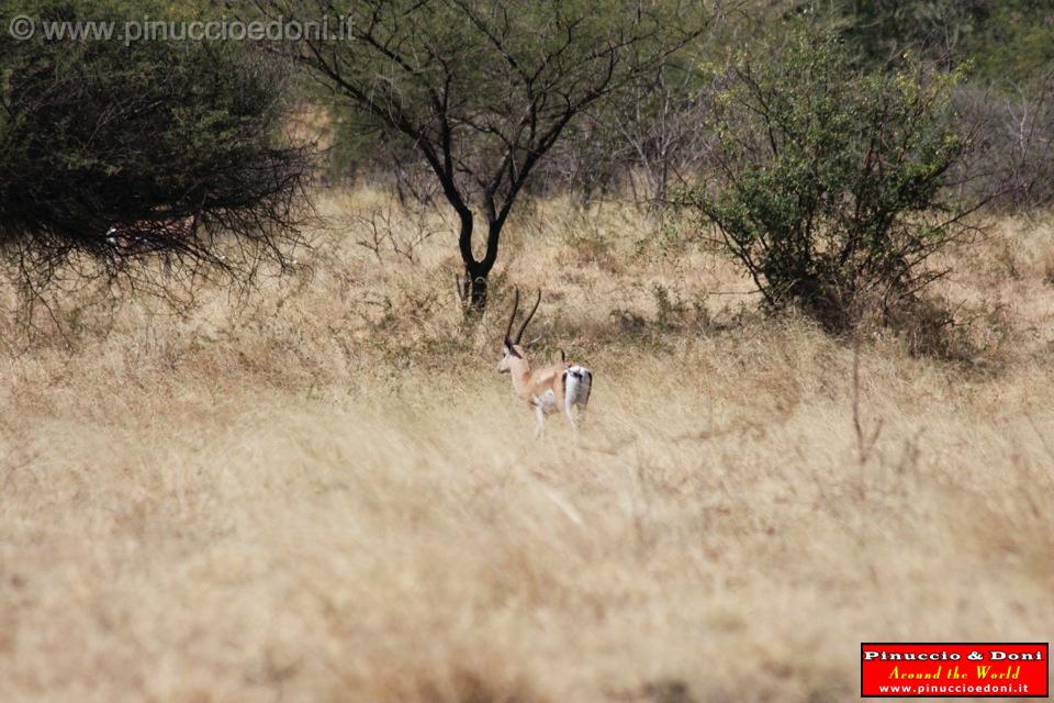 Ethiopia - Netch Sar Park - 67 - Bushbuck.jpg